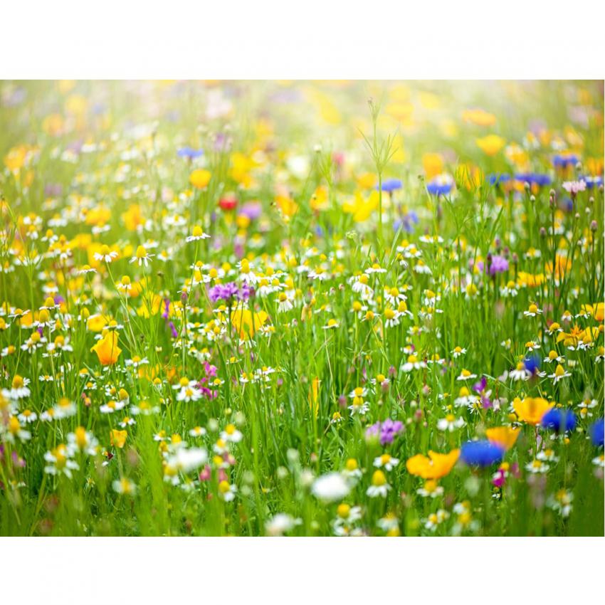 to Rapid City Iseman Homes